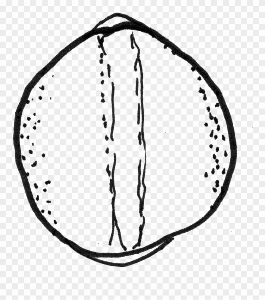 9h, Dorsal - Line Art Clipart