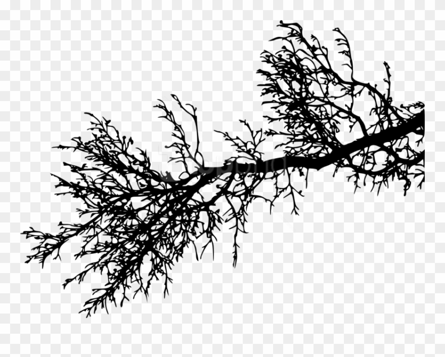Free Png Tree Branch Png - Pine Tree Branch Png Clipart