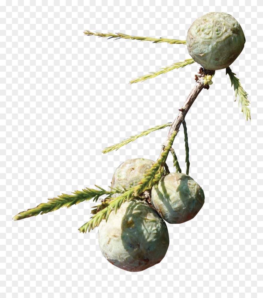 Cypress Knee - Bead Clipart