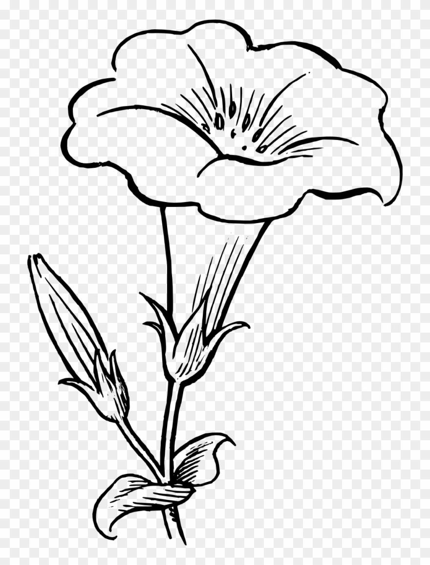 Download Flower Clipart Black White - Flower Clipart Black And White - Png Download