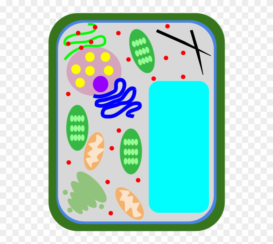 Vacuole - Location Clipart