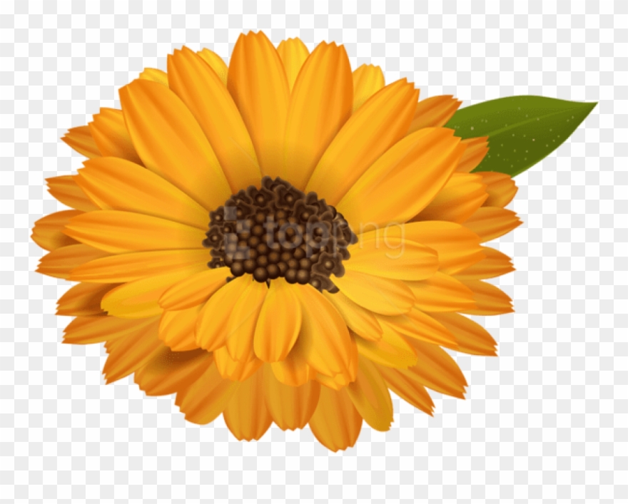 Free Png Download Orange Flower Transparent Png Images - Orange Flower Transparent Background Clipart