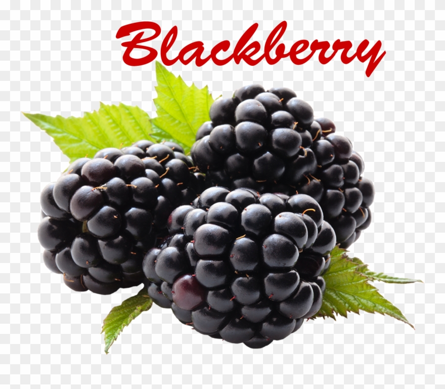 Blackberry Fruit Clipart