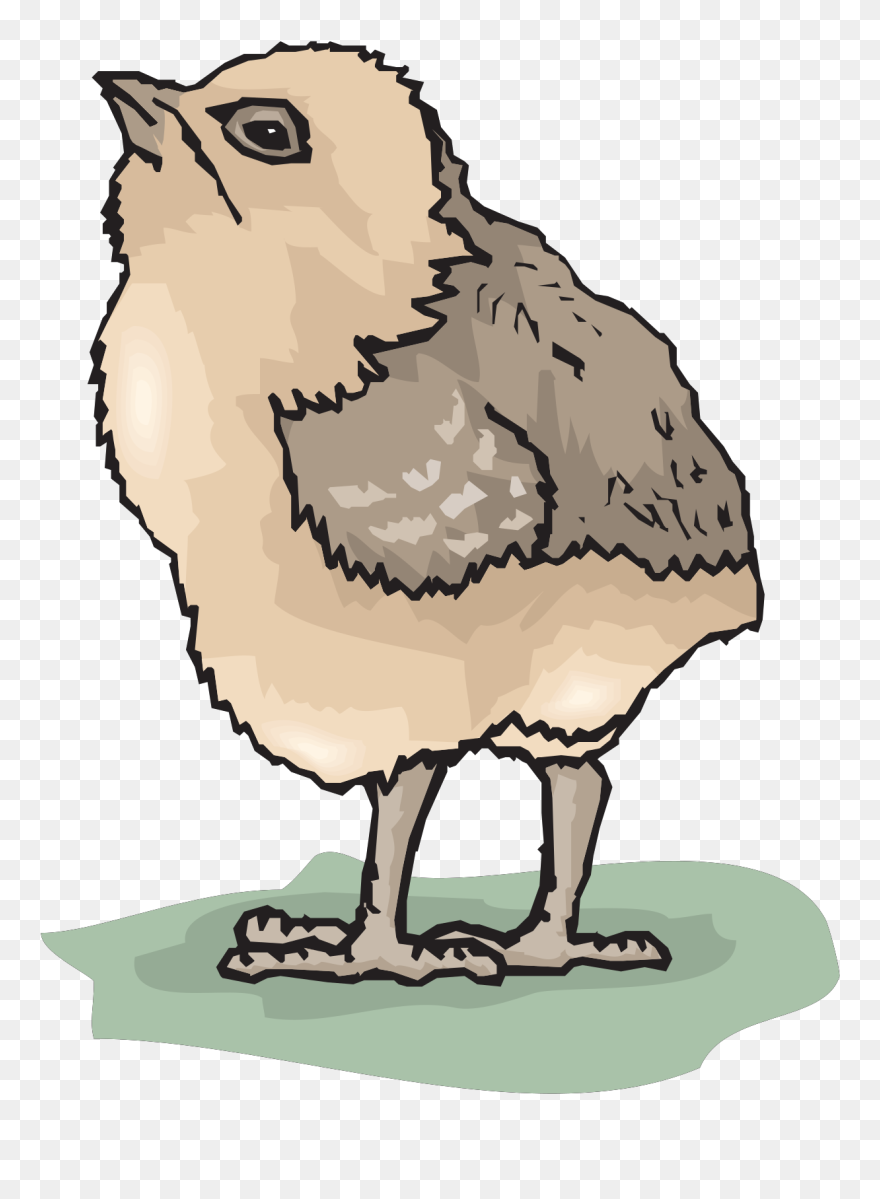 Chicks Baby Bird - Bébé Oiseau Png Clipart