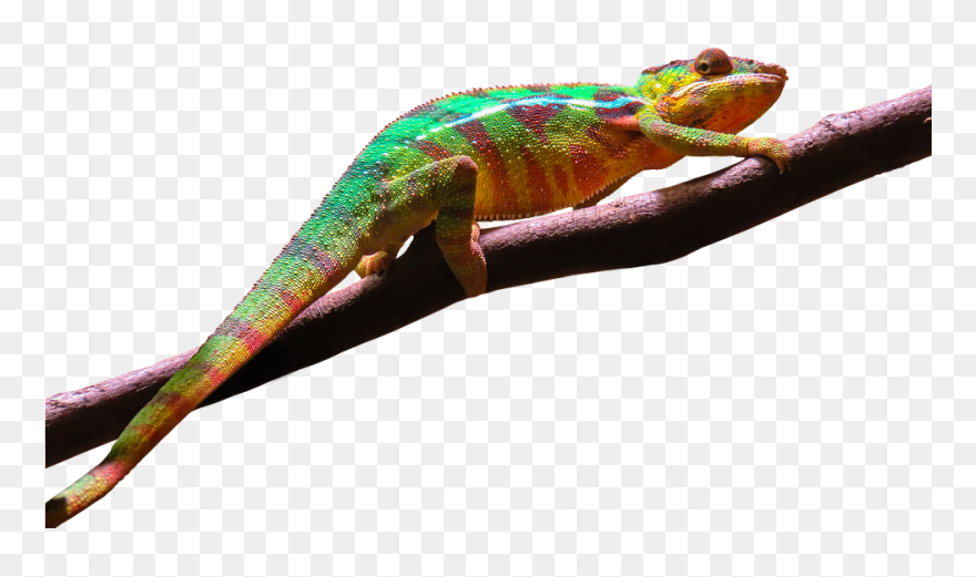Chameleon Png - Camaleão Png Clipart