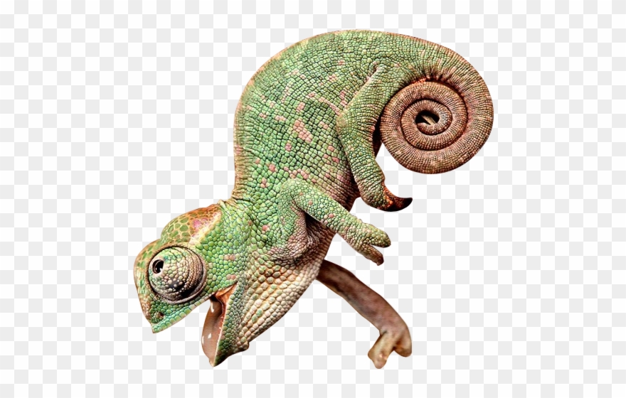 Happy Chameleon - Chameleon With Its Mouth Open Clipart