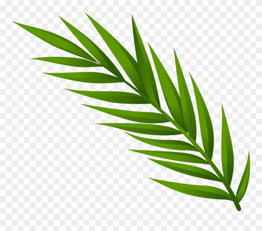 Clipart Of Herb, Leaf In And Leaf From - Png Download