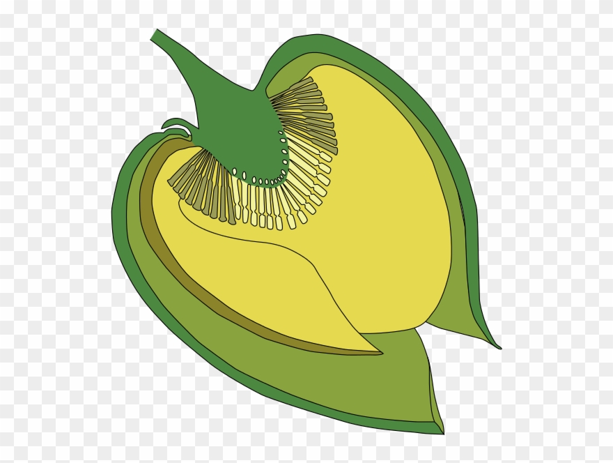 231 × 240 Pixels - Flor De Chirimoya Partes Clipart