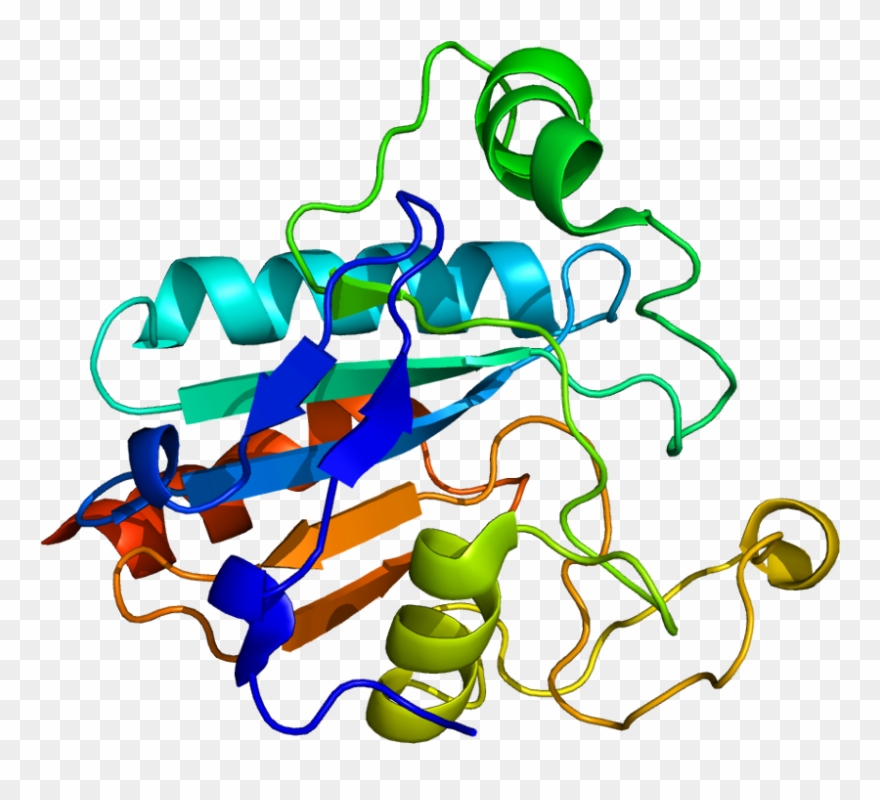 Protein Gpx2 Pdb 2he3 - Glutathione Peroxidase Structure Clipart