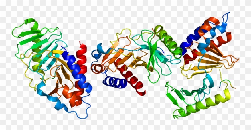 Plk1 Structure Clipart
