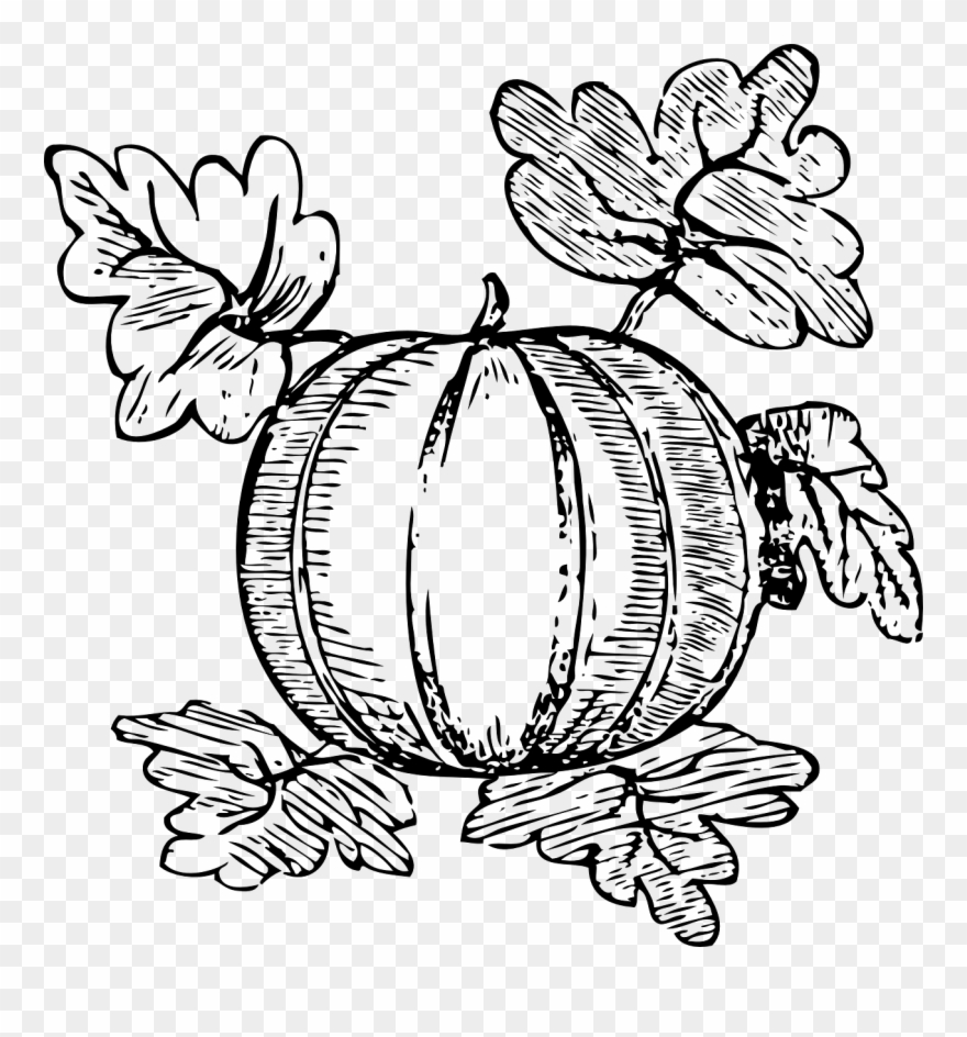 Water Melon Plant Drawing Clipart