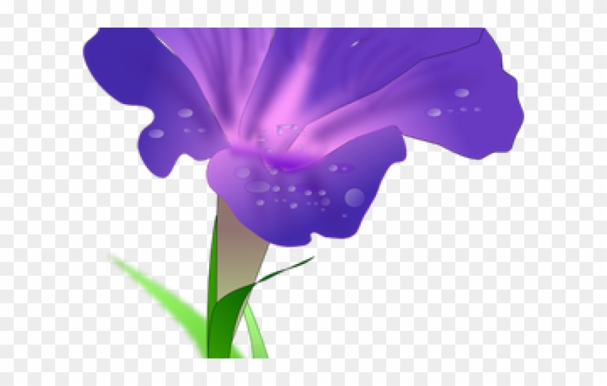 Morning Glory Clipart Marigold Flower - Morning Glory 60" Curtains - Png Download