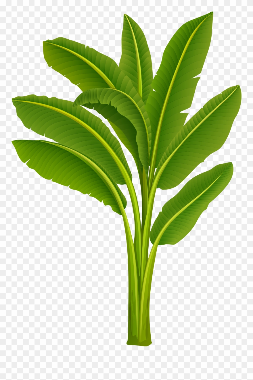 Banana Tree Images Hd Clipart