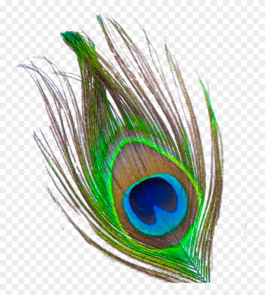 Mor Pankh Image Png Clipart