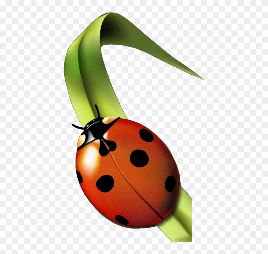 Coccinelle - Jardin Clipart