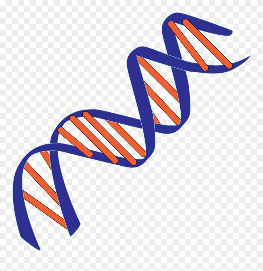 De Novo Thymidine Synthesis Clipart