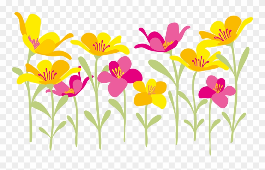 In Die Hauptgasse In Appenzell, Flanieren Sie Durch - Tulipa Humilis Clipart