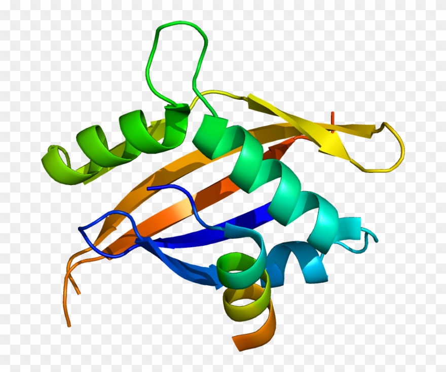 Coactivator Protein Clipart