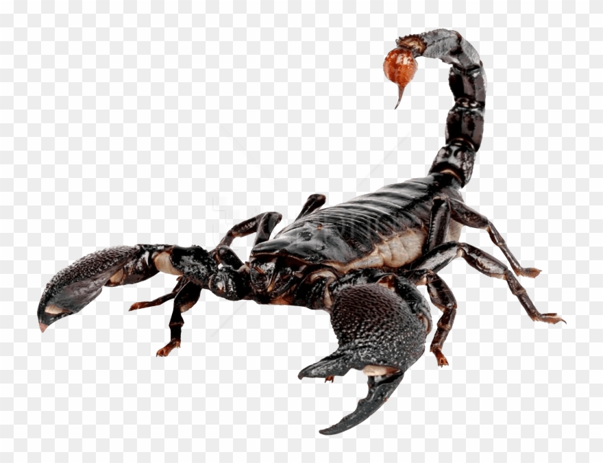 Free Png Scorpion Png Images Transparent - Transparent Scorpion Png Clipart