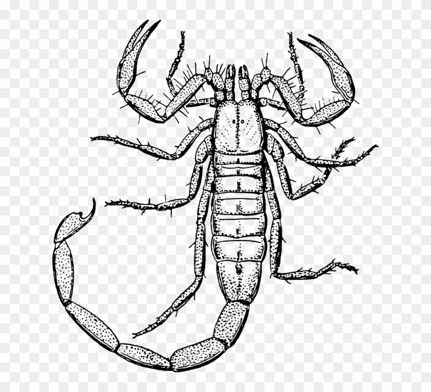 Scorpion, Animal, Biology, Crustacean, Zoology - Scorpion Clipart Black And White - Png Download