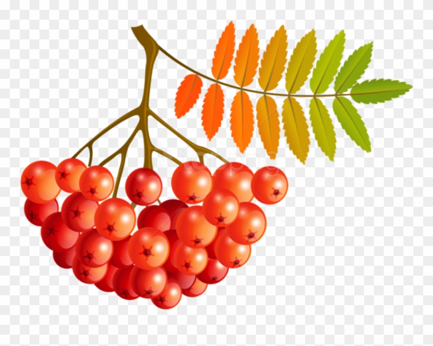 Free Png Download Fall Mountain Ash Fruits Clipart - Seedless Fruit Transparent Png