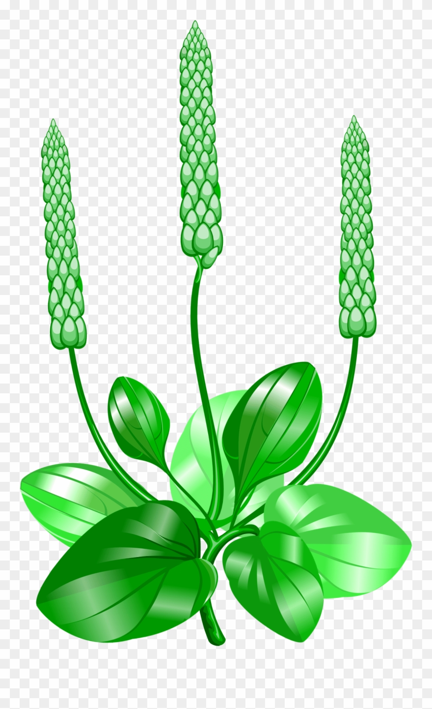 Spiked Club Clip Art - Png Download