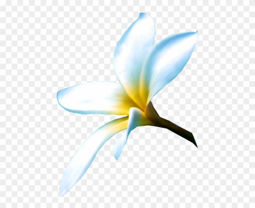 Cкрап Набор "краски Моря" - Frangipani Clipart