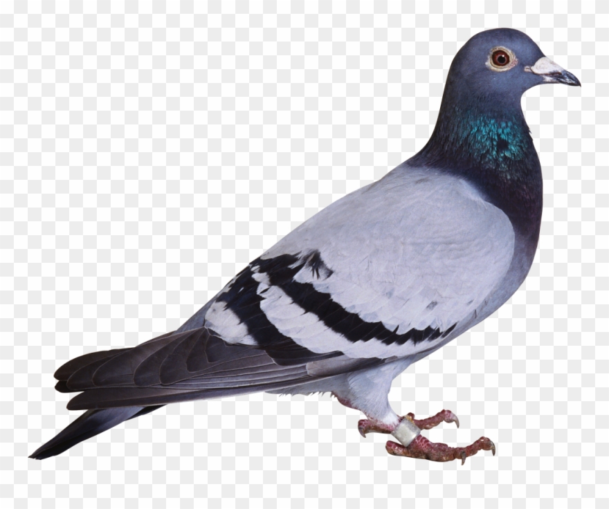 This Png File Is About Pigeon , Png - Pigeon Png Clipart