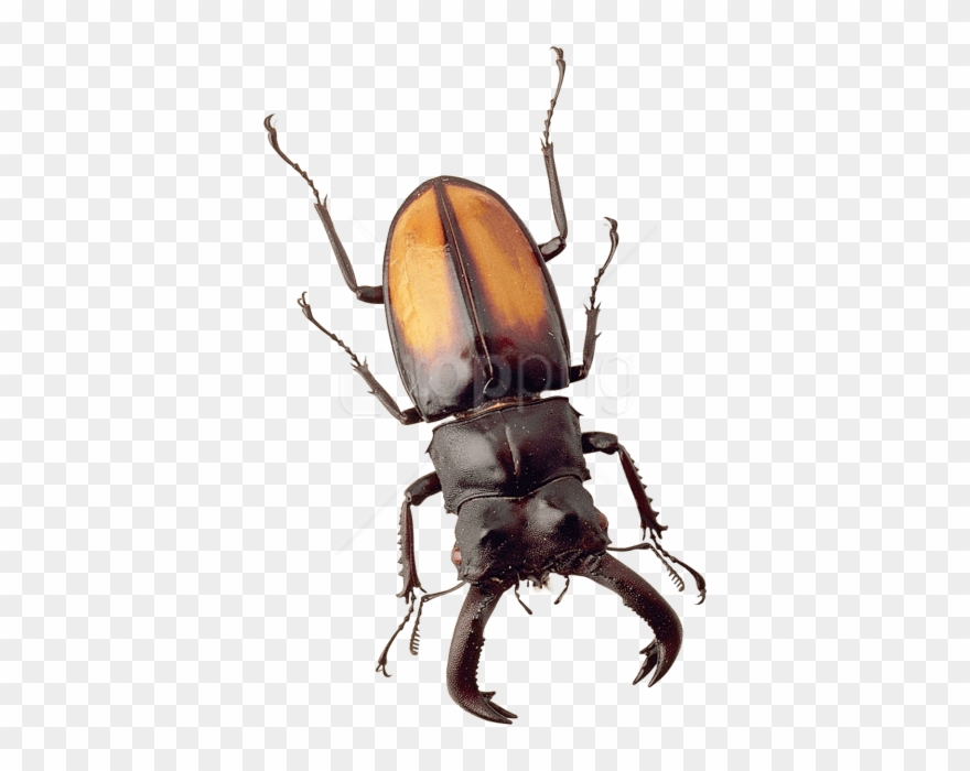 Free Png Download Beetle Png Images Background Png - Stag Beetle Png Clipart