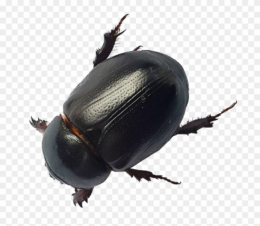 725 X 687 1 - Beetles Black Clipart