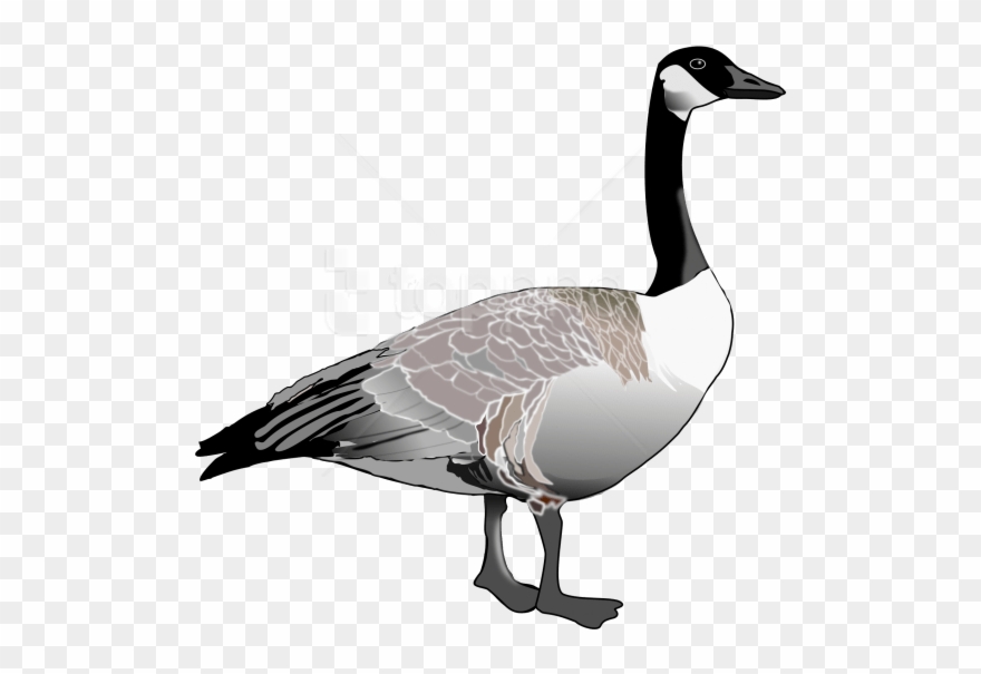 Free Png Download Goose Png Images Background Png Images - Canada Goose Clipart Black And White Transparent Png