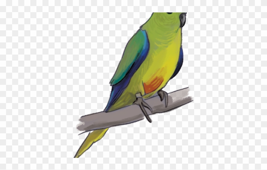 African Grey Parrot Clipart Cute - Lovebird - Png Download