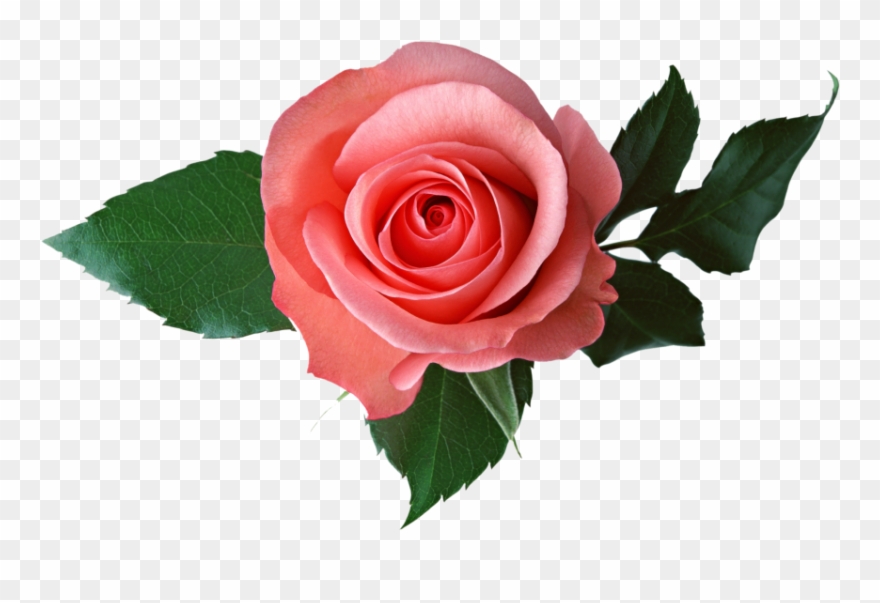 Pink Rose - Transparent Background Roses Transparent Clipart