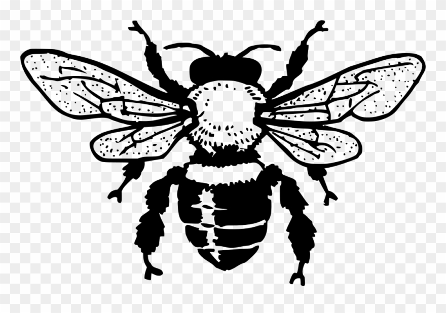 Download Png - Honey Bee Black And White Clipart