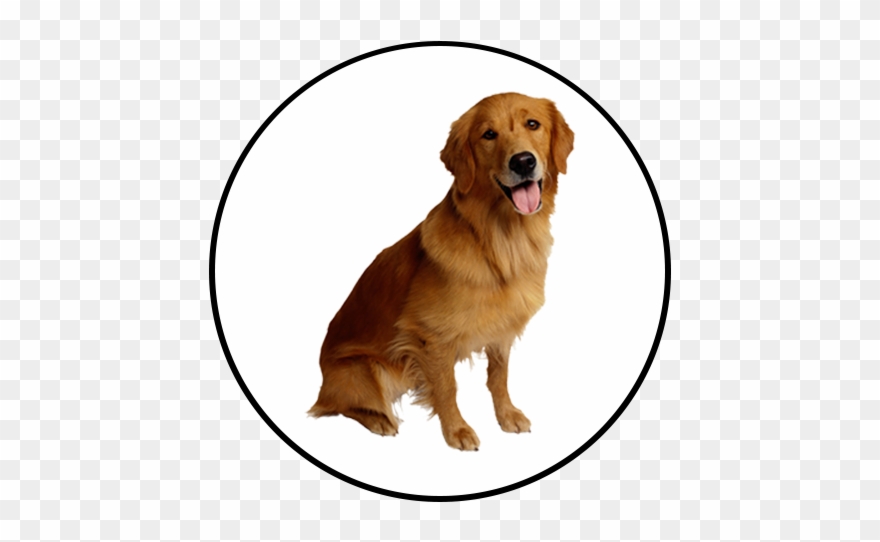 Shop - Golden Retriever Photos Png Clipart