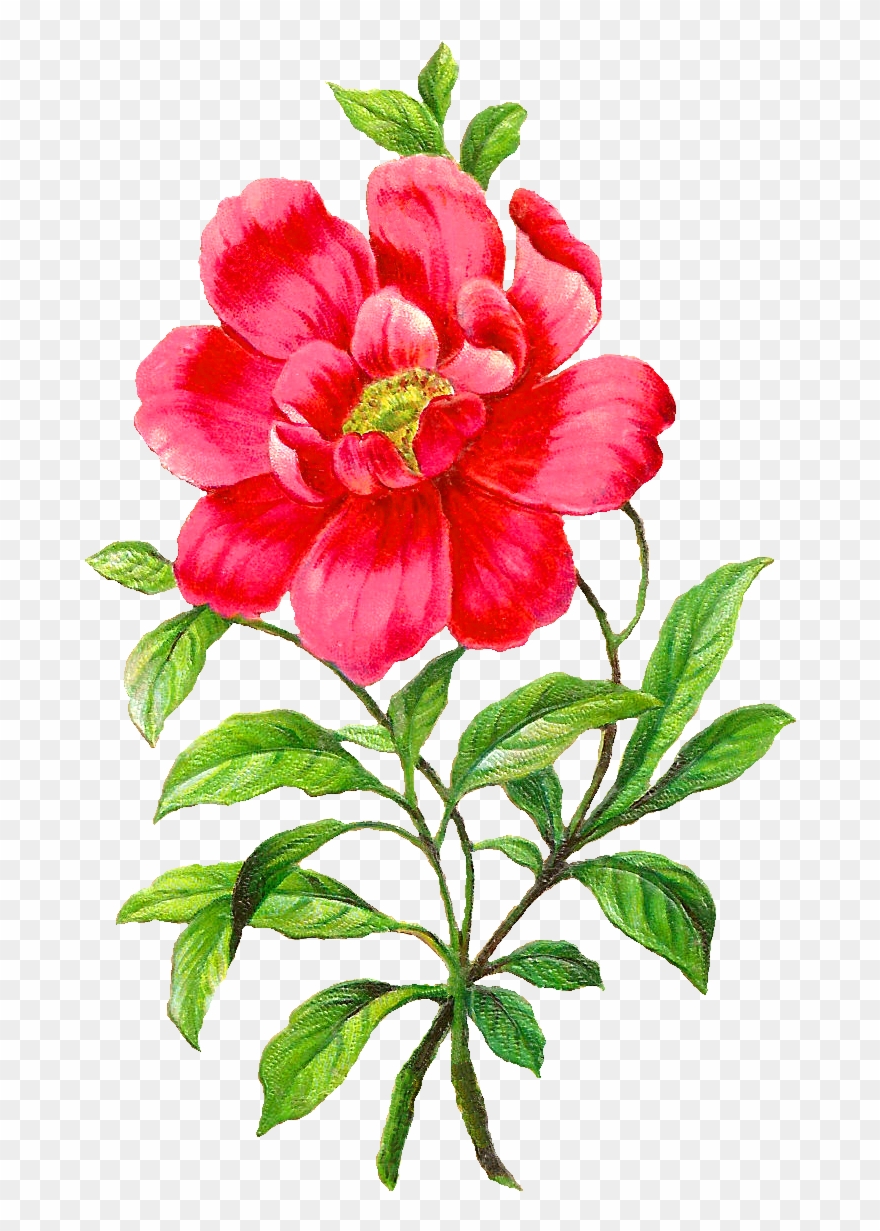 Digital Camellia Clip Art Graphics Flowers And - Peony Botanical Flowers Png Transparent Png