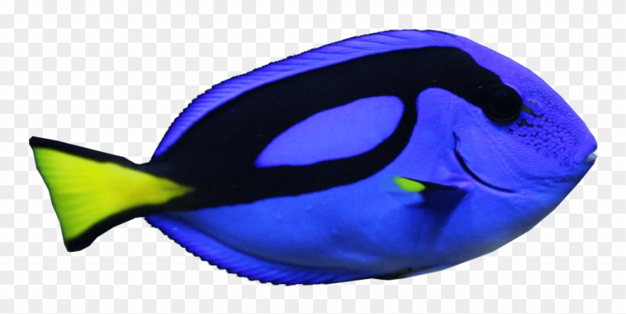 Blue Tang Fish Transparent Image Fish - Fish With No Background Clipart