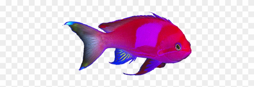 Square Spot Anthias - Goldfish Clipart