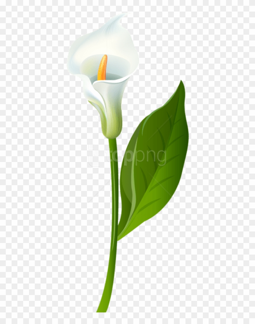 Free Png Download Calla Lily Transparent Png Images - Transparent Background Calla Lily Png Clipart