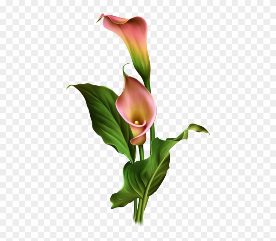 0 14e4d1 Daffabc Orig Wood Vase, One Stroke Painting, - Arum Lily Clipart