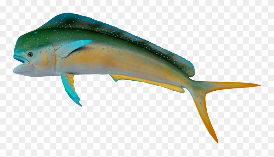 Fish Clipart