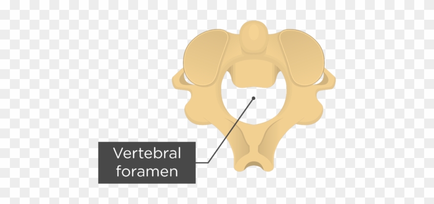 Vertebral Arch Or Neural Arch Is The Bony Archway That - Axis Vertebra Clipart