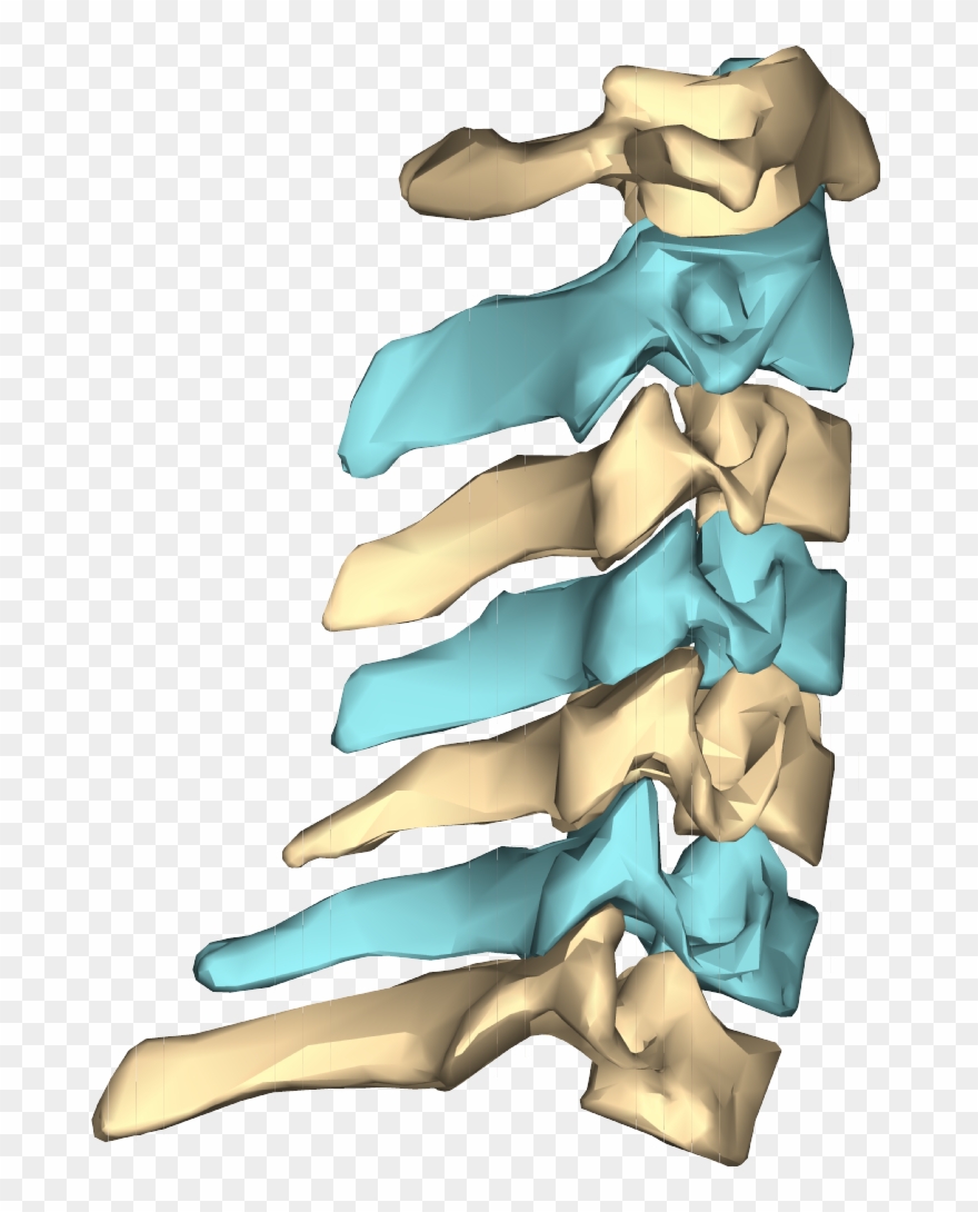 File - Cervical Vertebrae - Close-up - Lateral View2 - Cervical Vertebra Articular Pillars Clipart