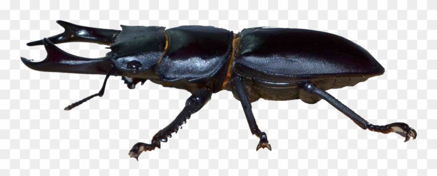 Dynastinae Stag Hercules Shovel - Beetle Insecto Clipart