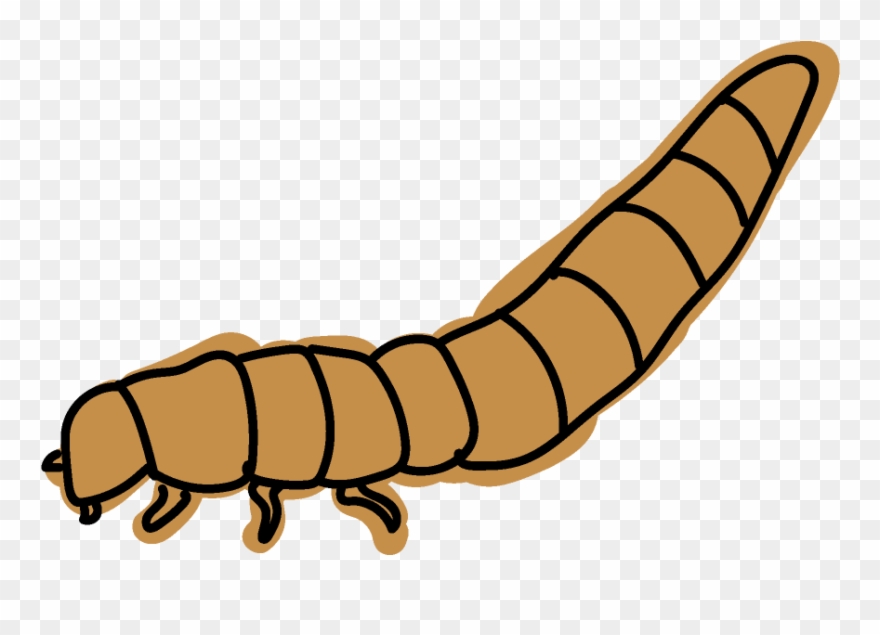 Celtic Ukulele Design For Kevin Carroll - Maguey Worm Clipart