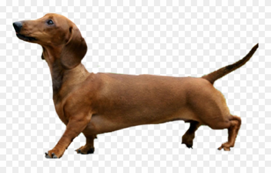 Dog Photoshop Clipart
