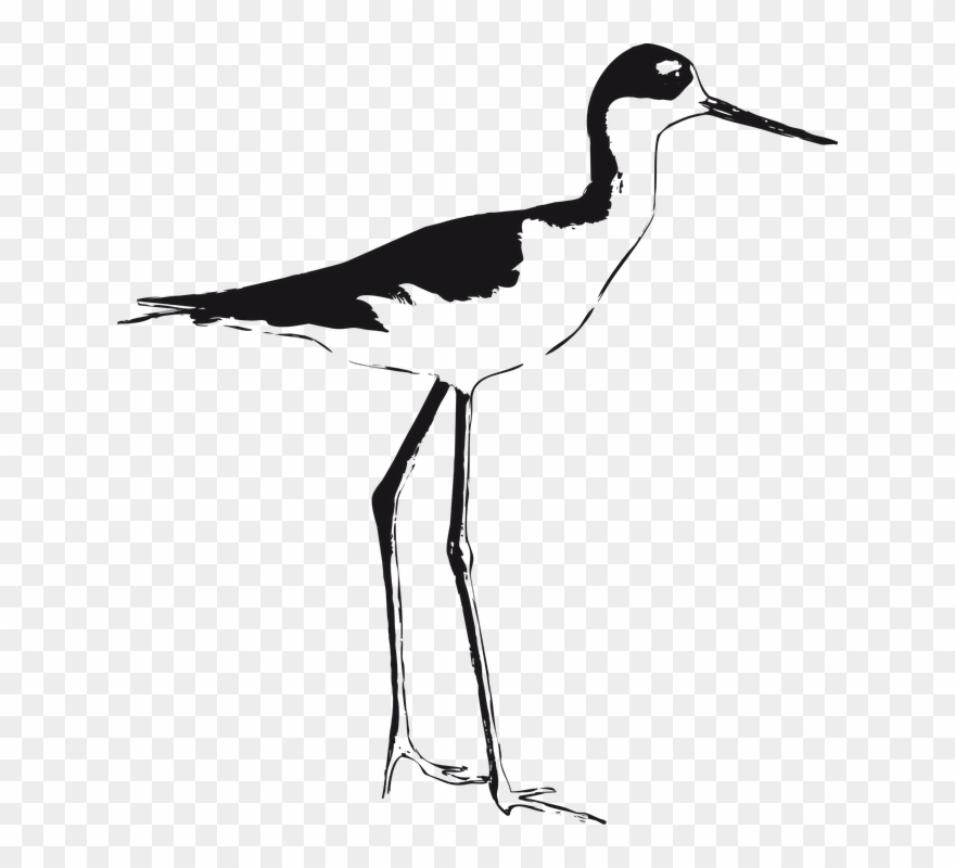Stilt Birds Illustrations Clipart