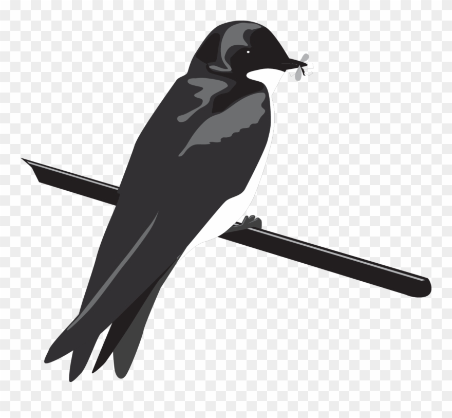 European Swallow Clipart