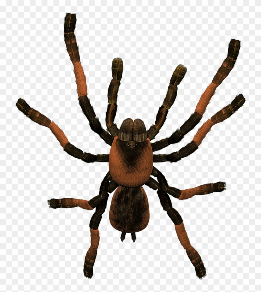 Tarantula Png Clipart