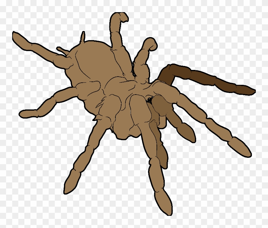 Tarantula Clipart